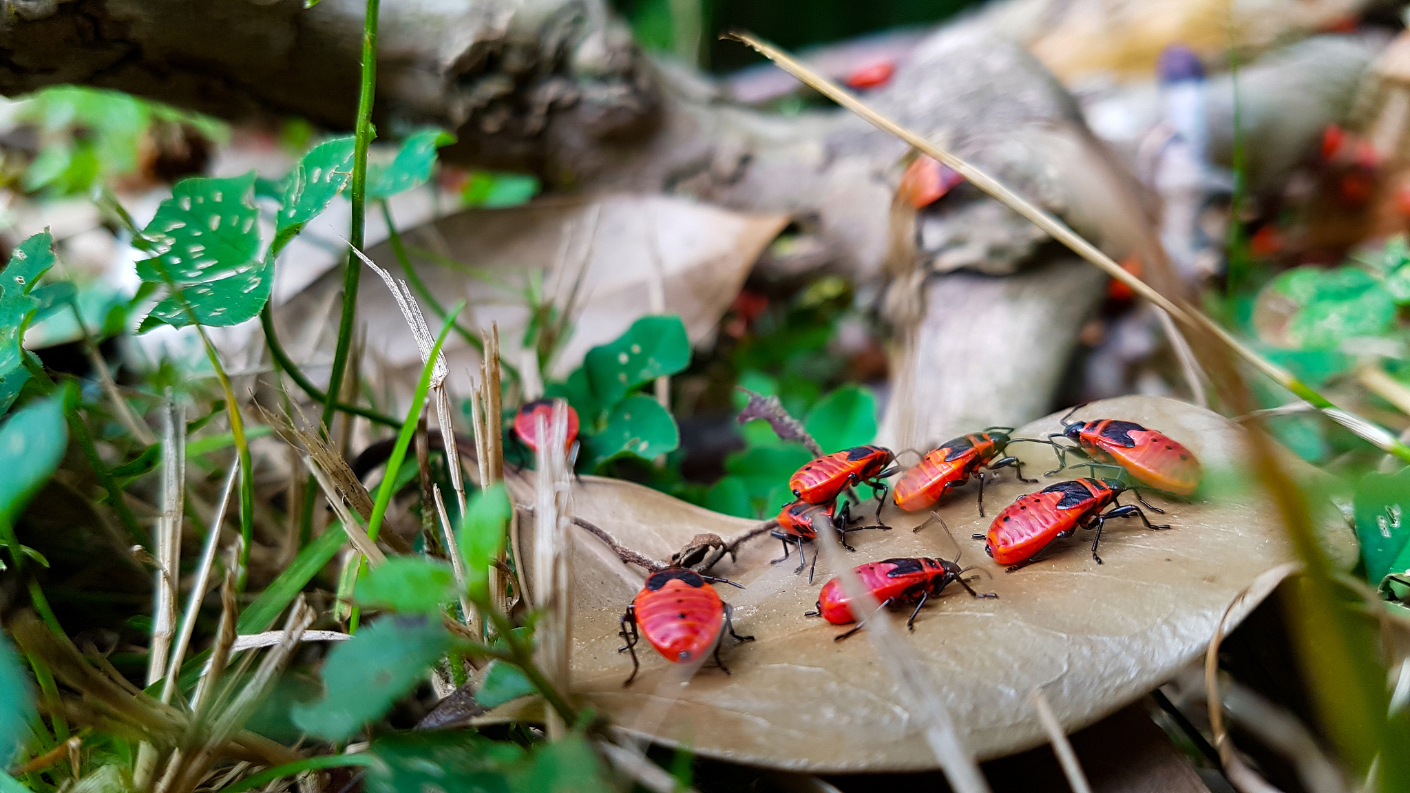 林业方面关于害虫存在的问题