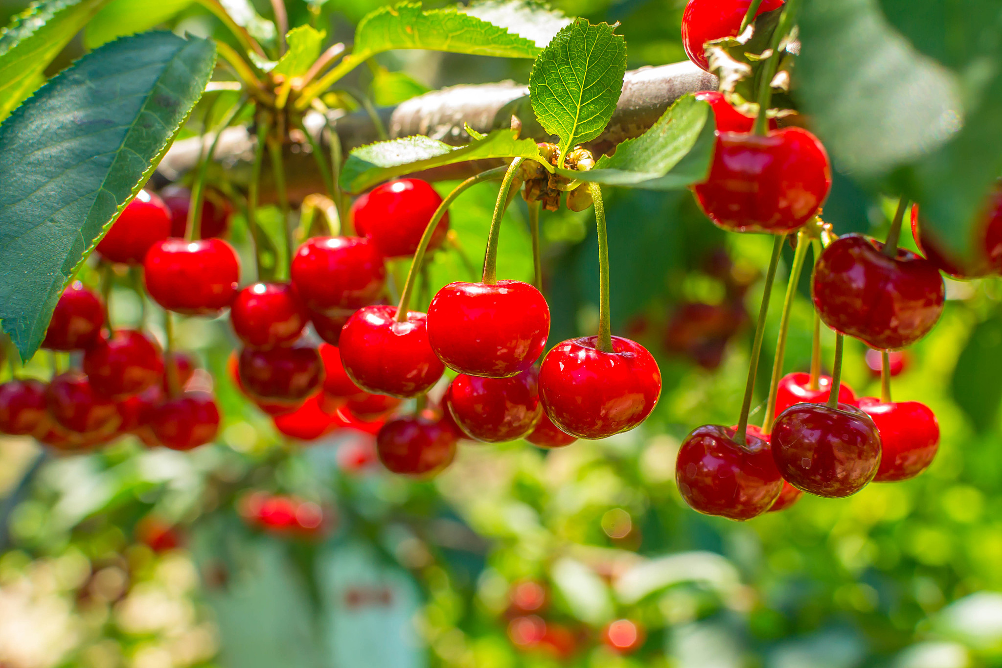 cherry