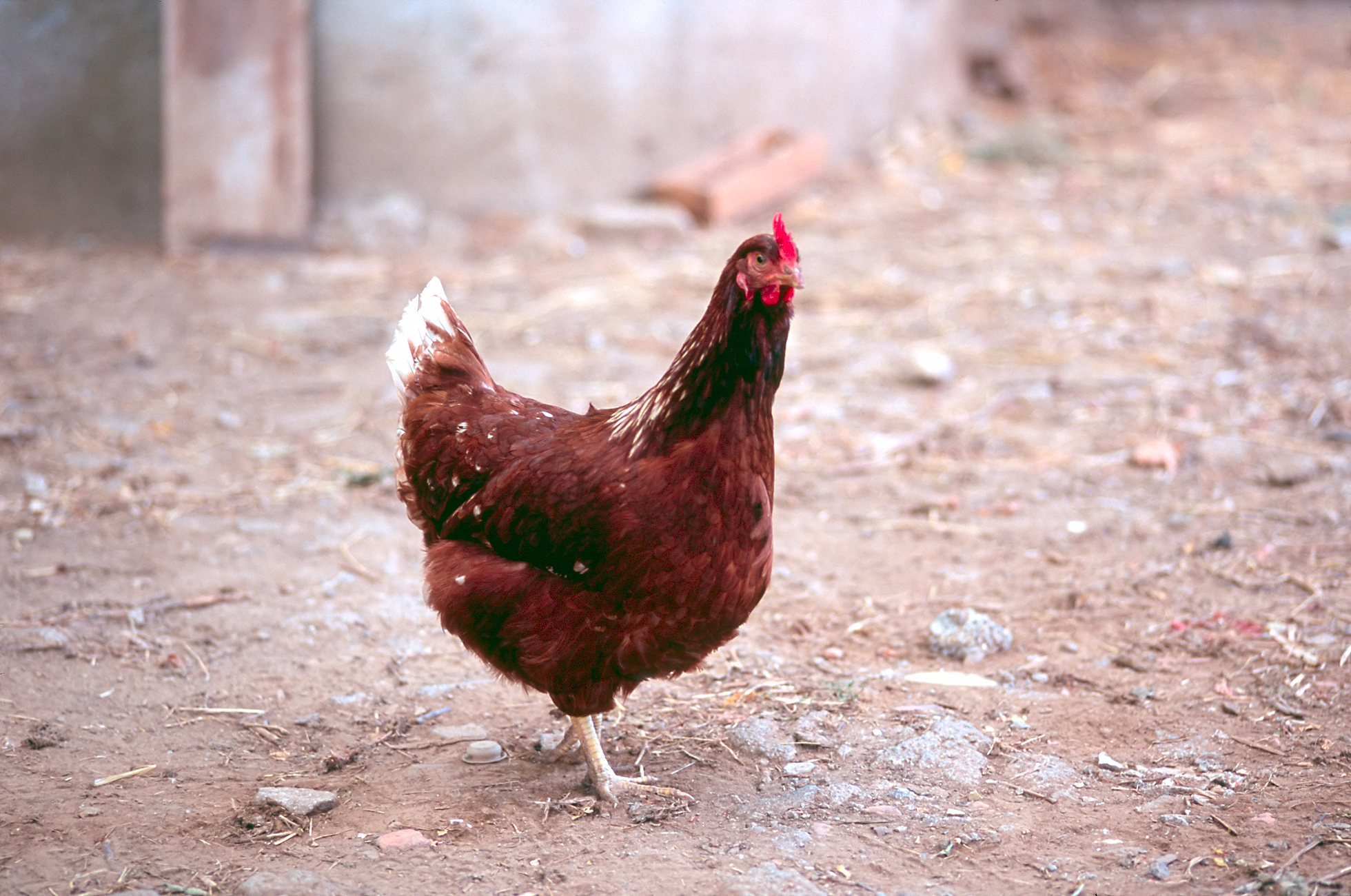 chicken