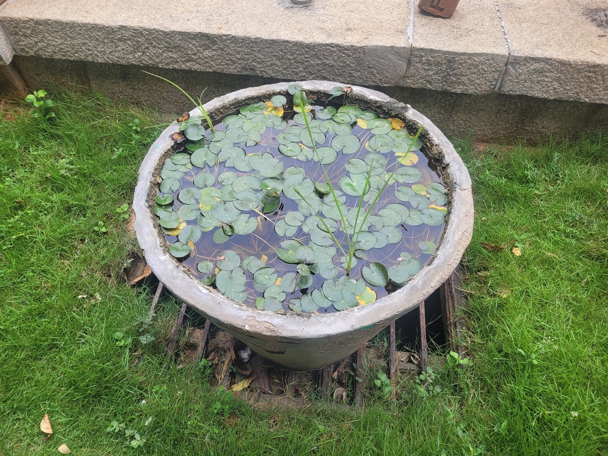 雨水养鱼：可行吗？如何安全有效？