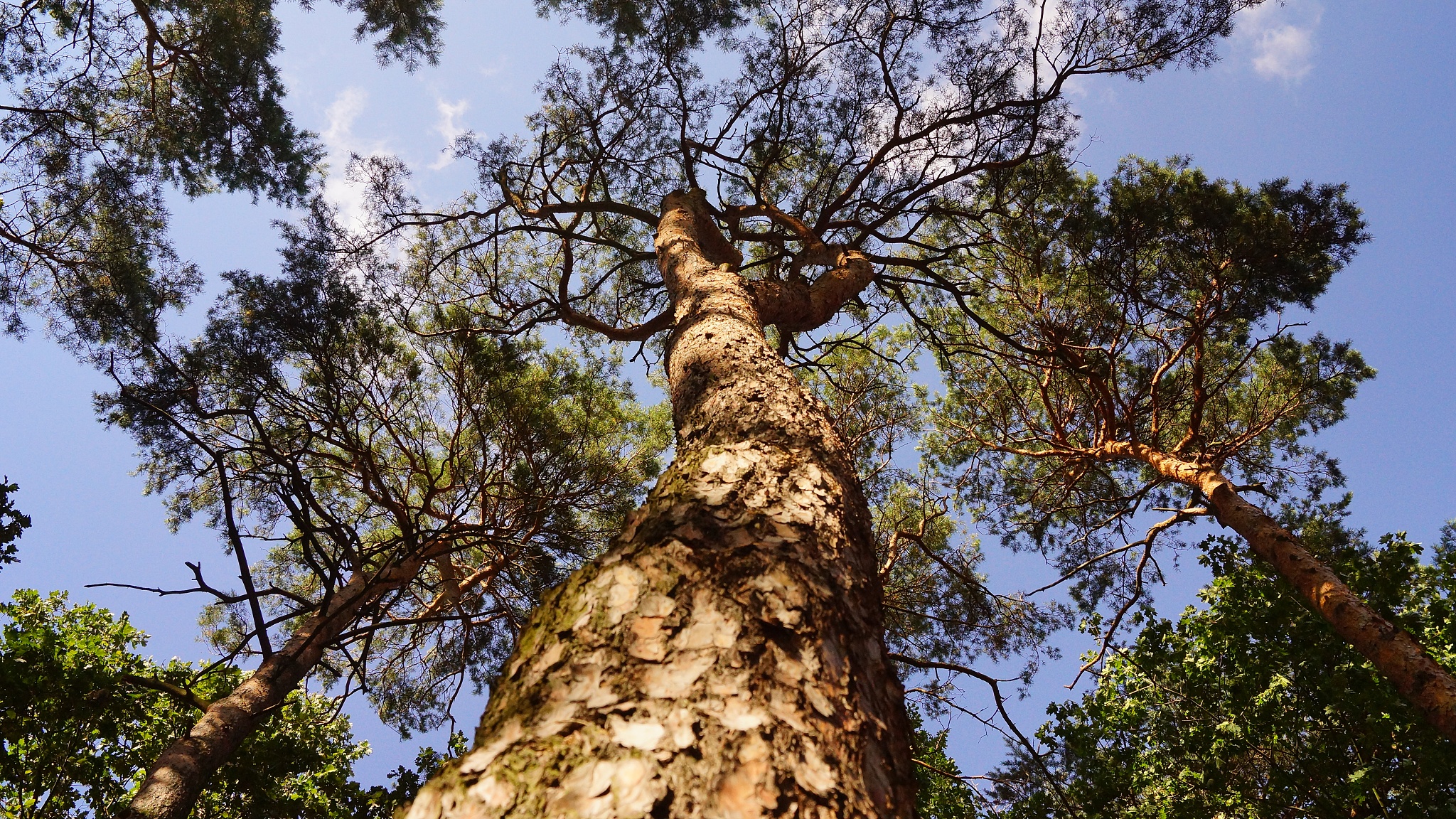 云南省林业学校2022年招生简章