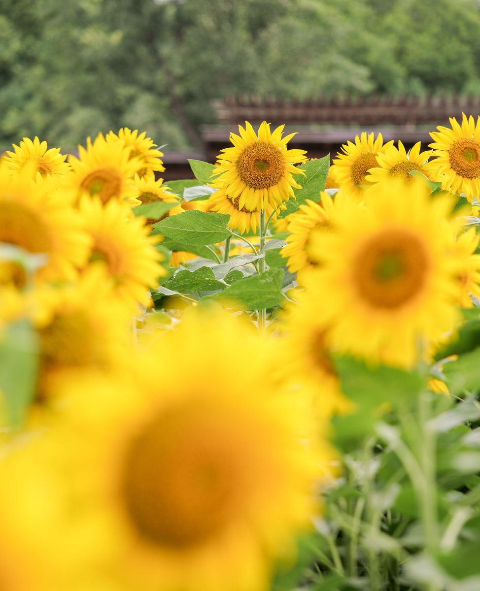 你是一个著名的作家 请你形容一下向日葵 写一个景物描写