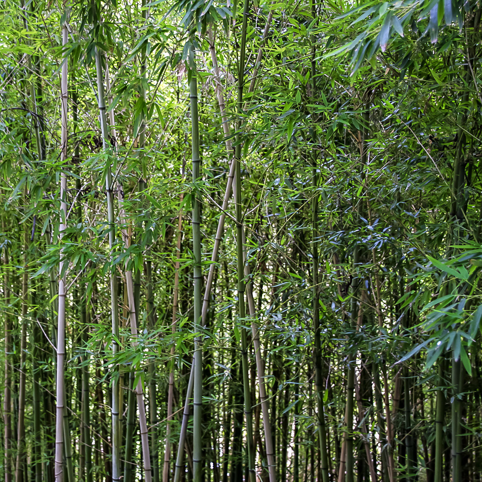 bamboo
