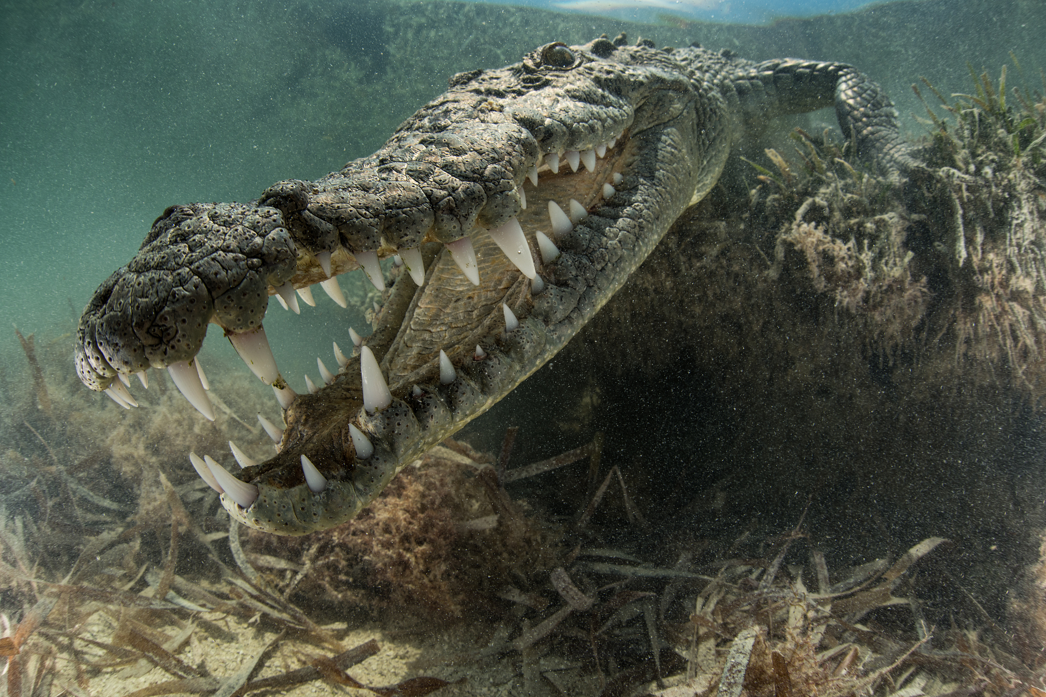 american crocodile (crocodylus acutus) in shallows showing teeth
