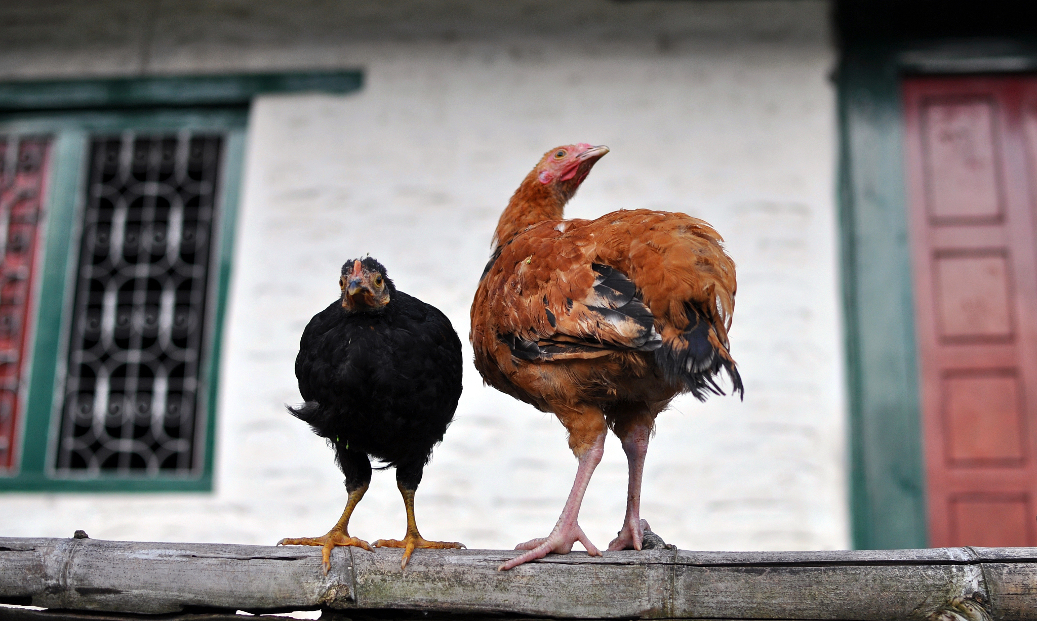chicken