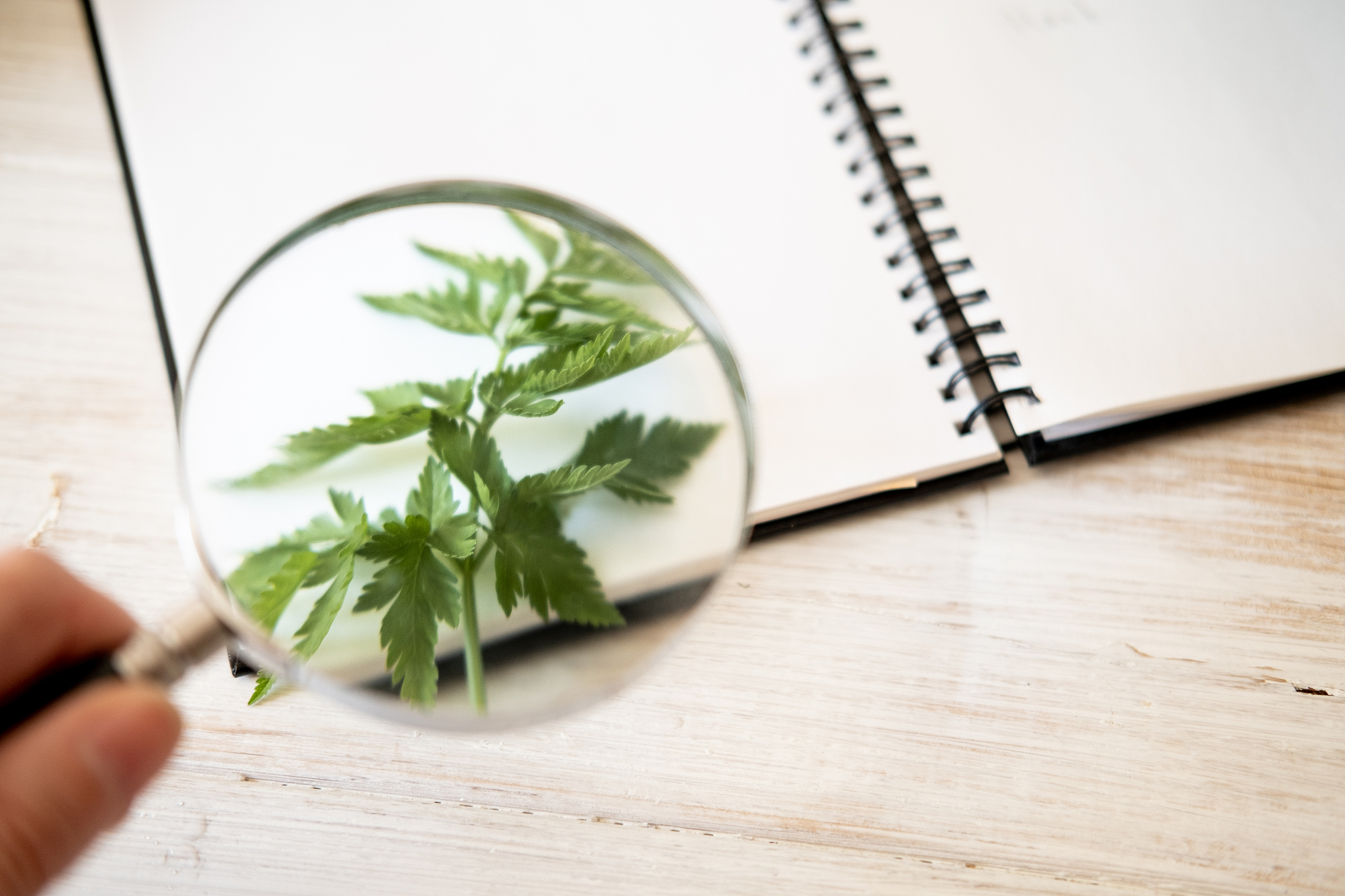 植物学实习目的：学习植物学知识，提升研究能力