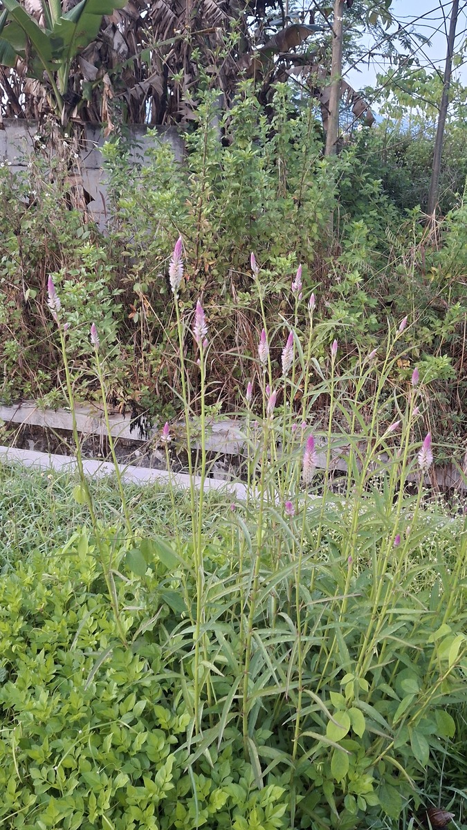 泽泻科植物特征：形态、花序、生态习性详解