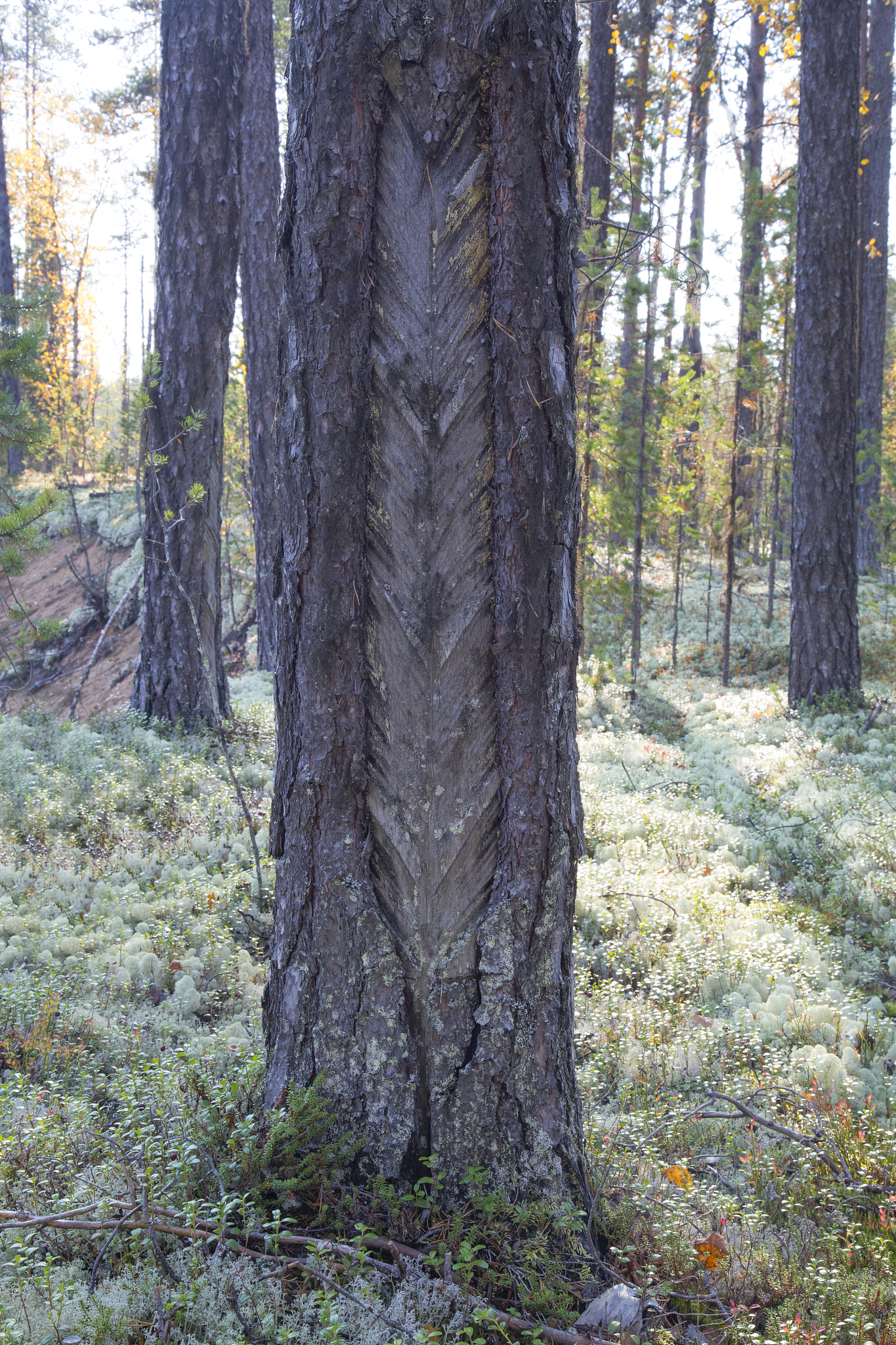 extraction of resin from a pine tree.