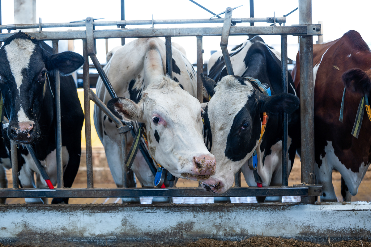 牧原股份：中国领先的肉牛养殖和肉制品企业
