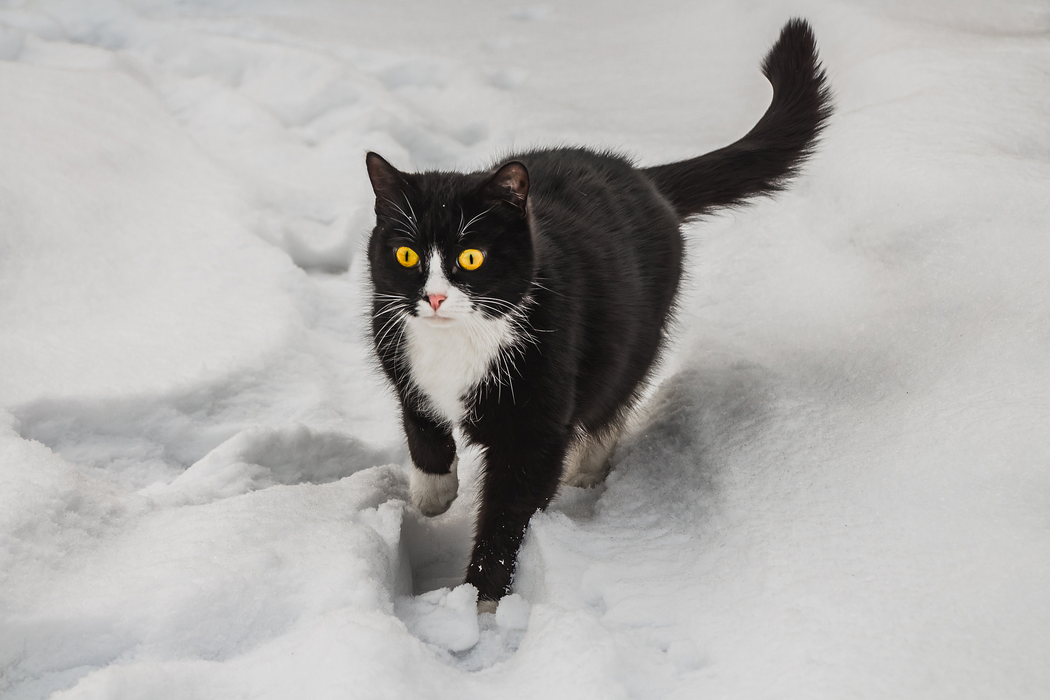 a beautiful black and white cat with big bright yellow eyes and 