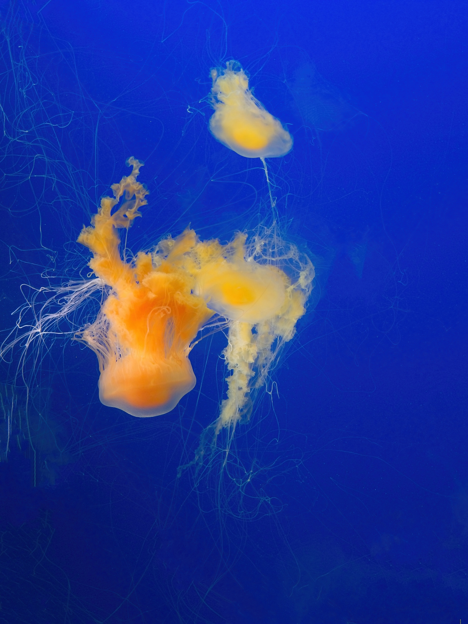 pacific sea nettle (chrysaora fuscescens) jellyfish