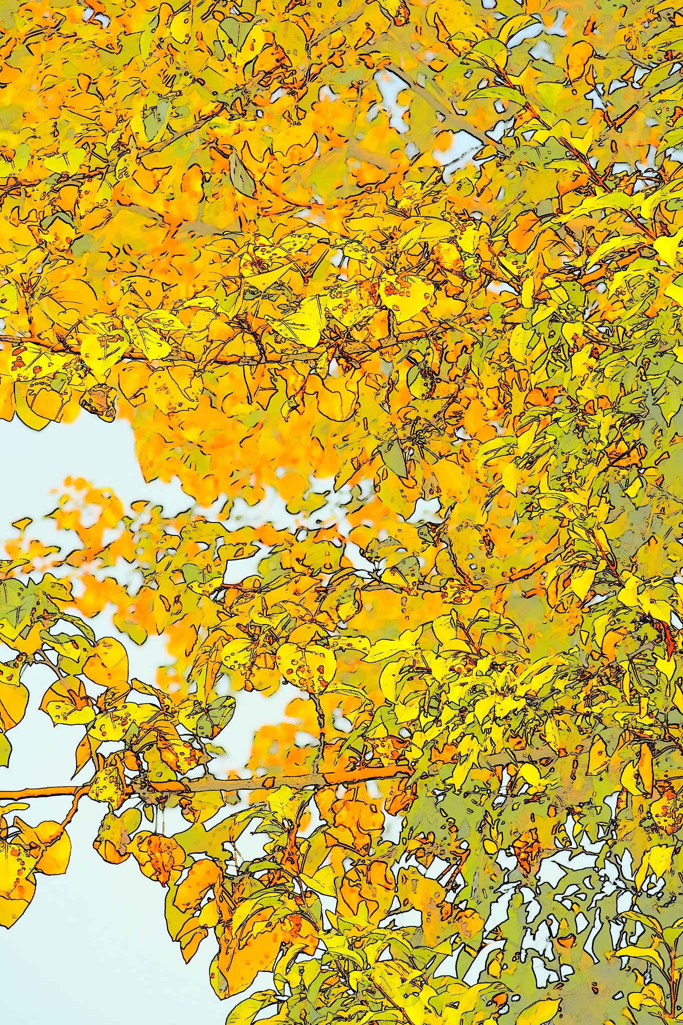 colorful maple leaves