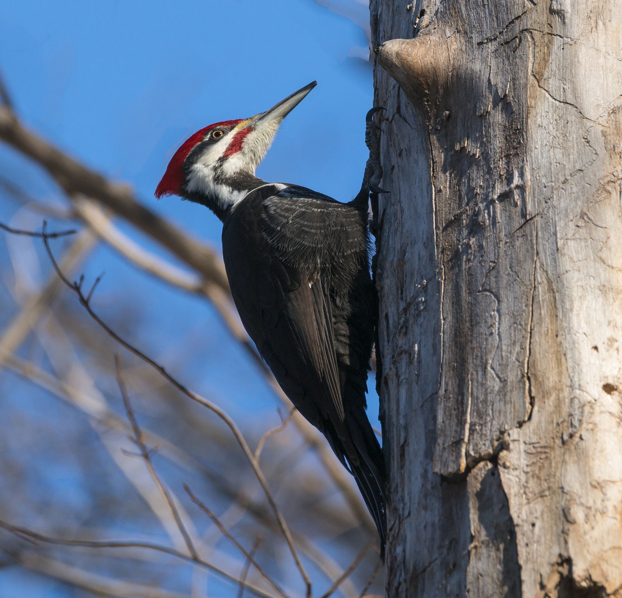 瑰雪黑阳游戏更新日志 - 最新版本更新内容