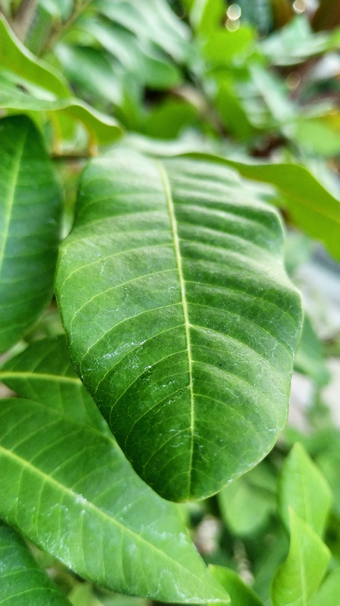 close up photo of green leaf