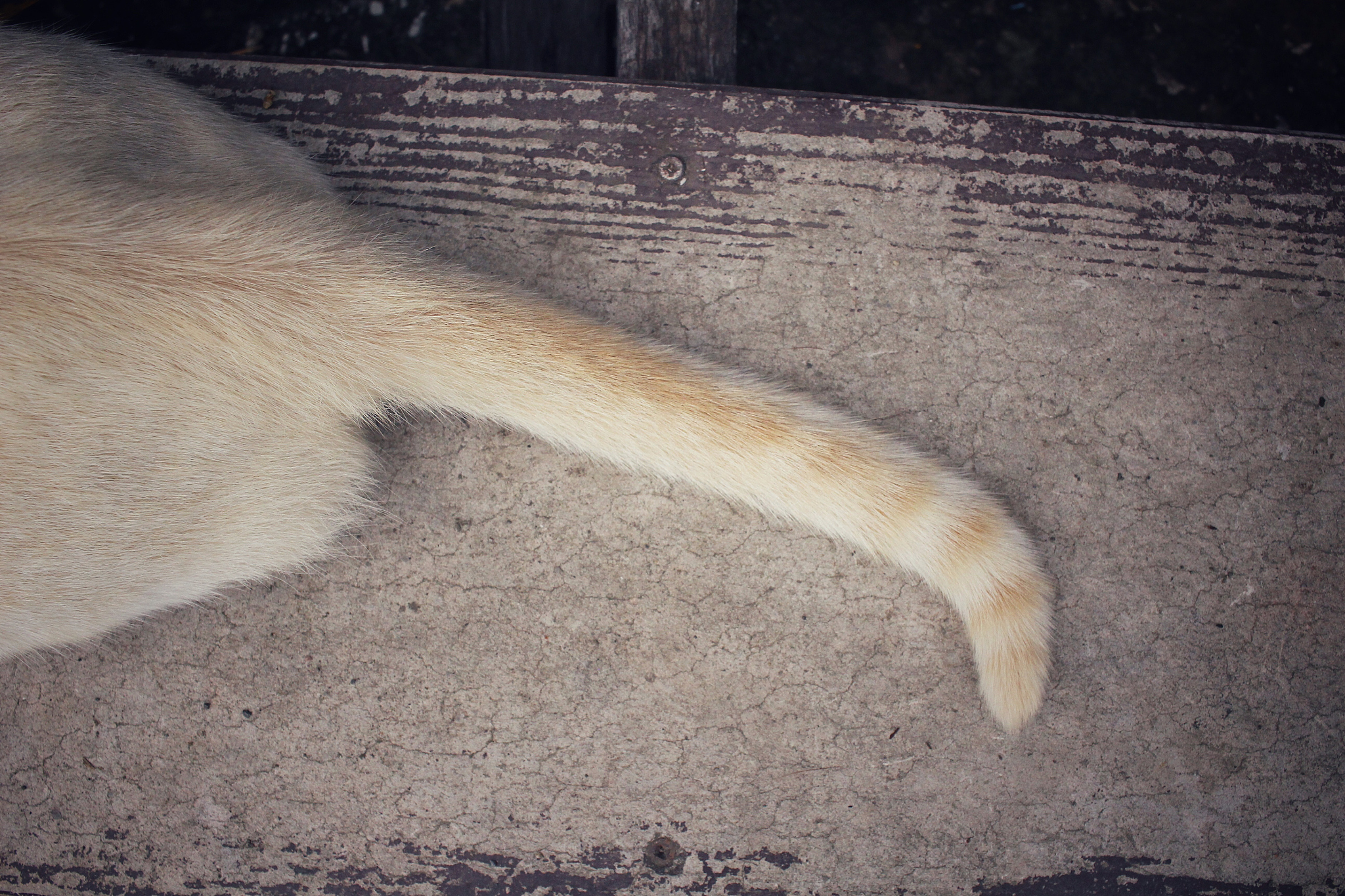 一年级动物尾巴的妙用：平衡、沟通、定位！