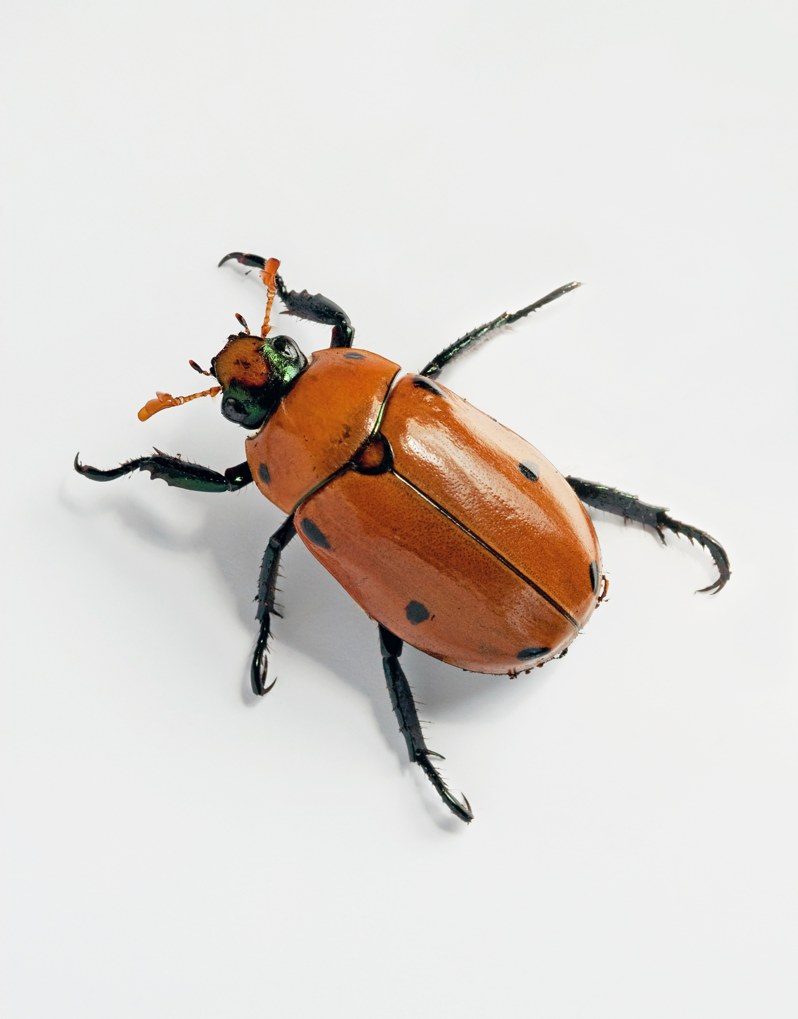 crawling masked chafer beetle