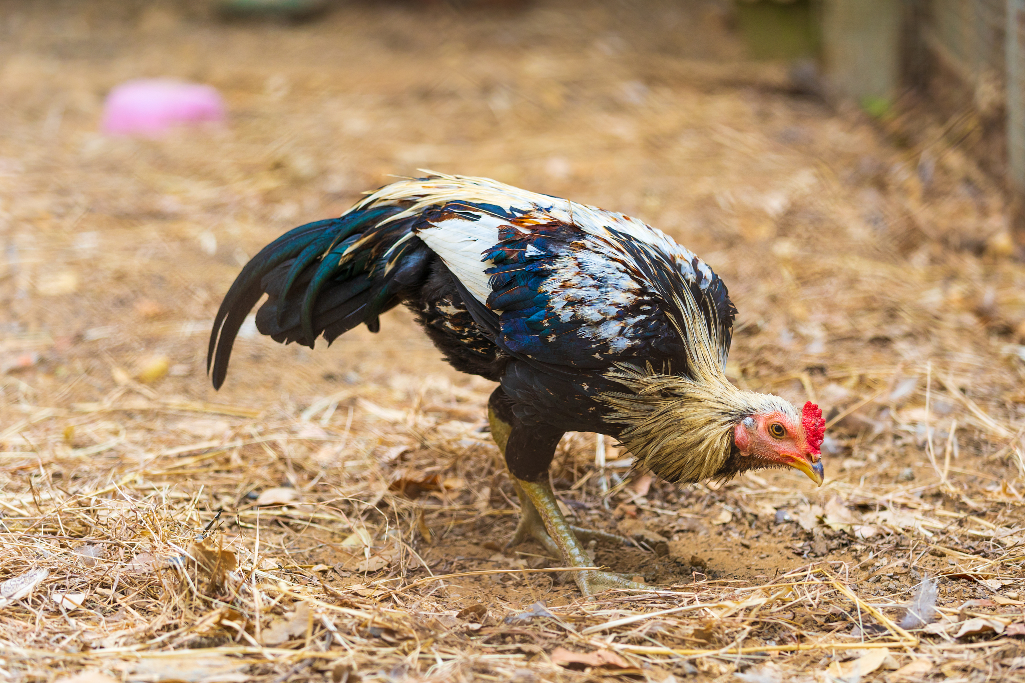 chicken resting in a farm