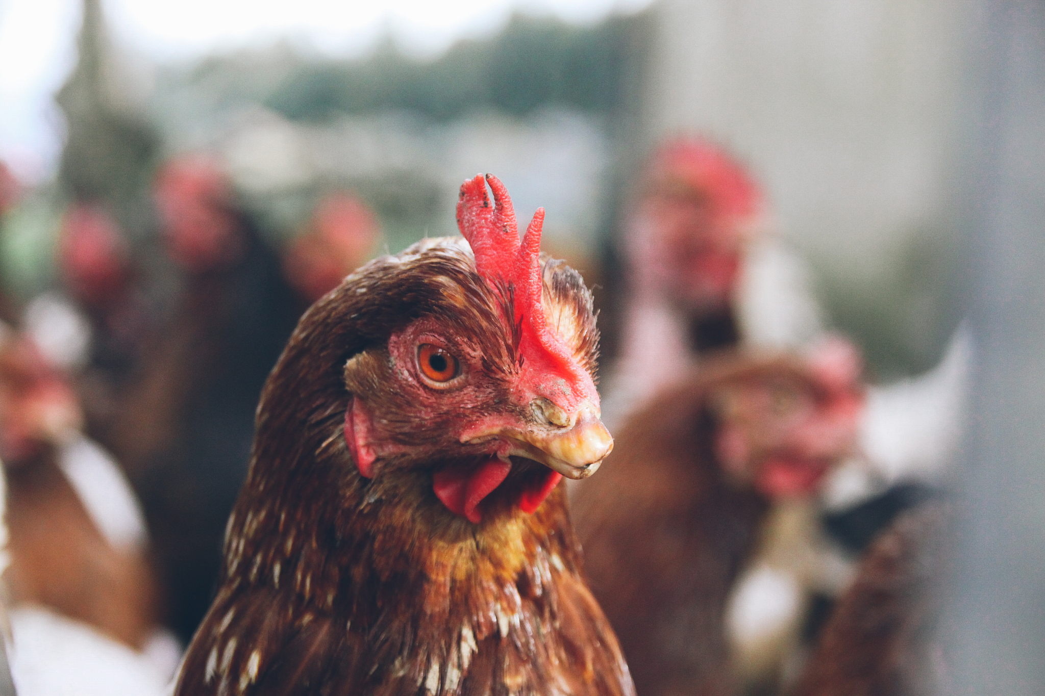 close-up of a chicken in a coop