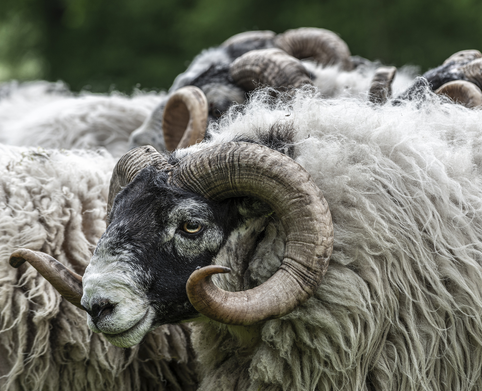 福建农业职业技术学院畜牧兽医专业可以选择哪些就业方向