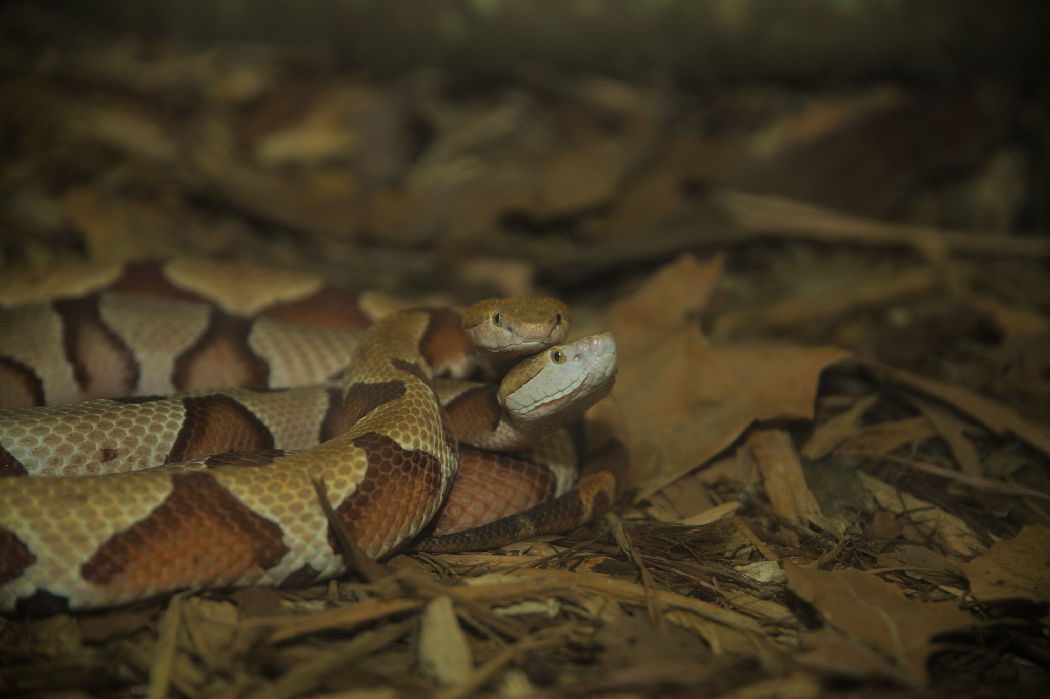 环蛇会吃人吗？关于环蛇你应该知道的