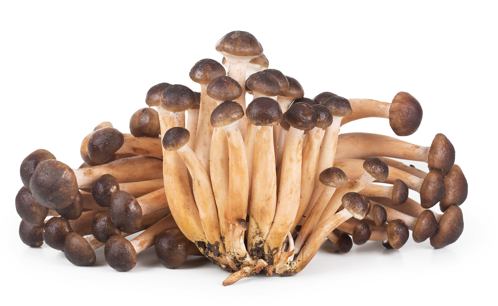 鸡腿菇的参考文献