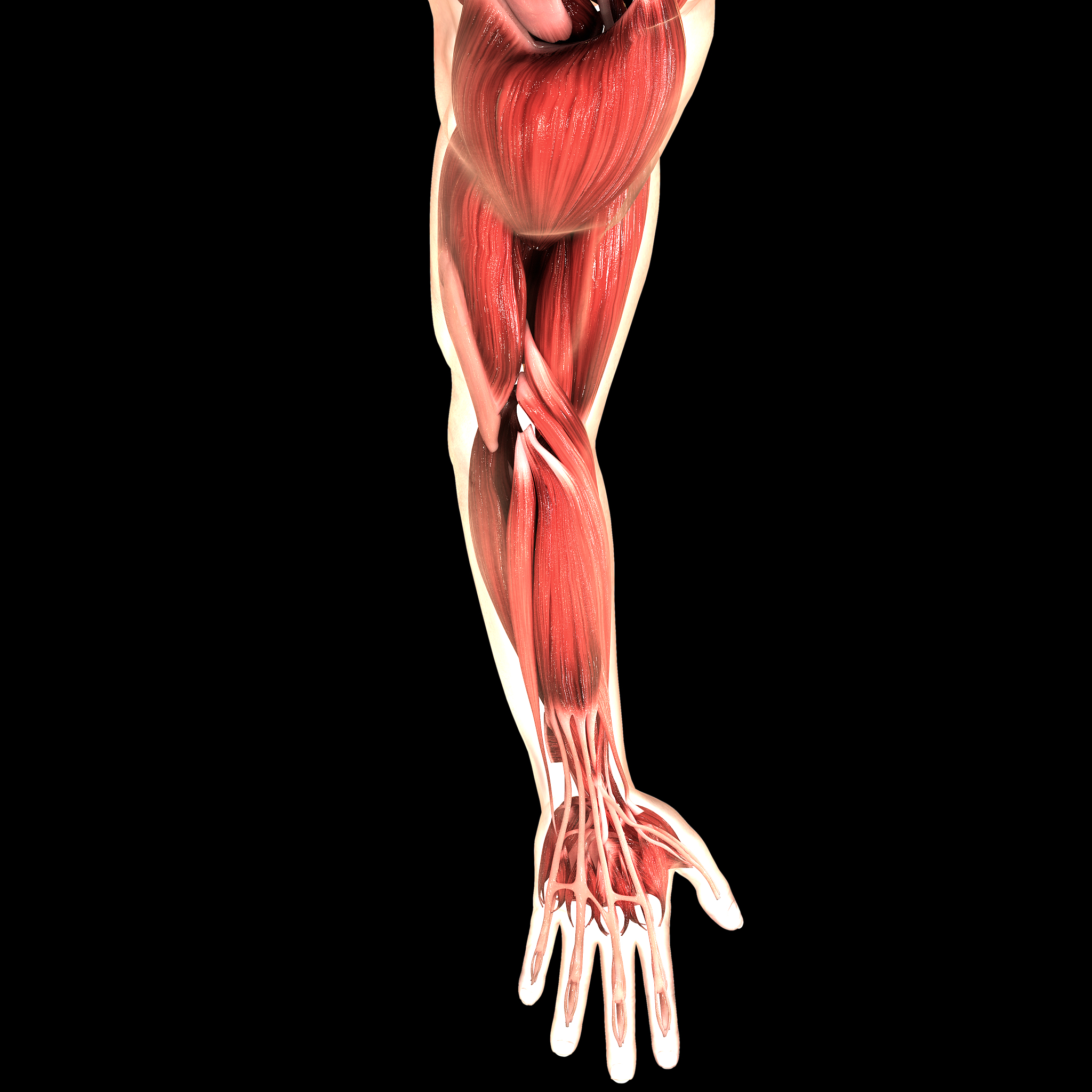 label nose_x nose_y left_shoulder_x left_shoulder_y right_shoulder_x right_shoulder_y left_elbow_x left_elbow_y