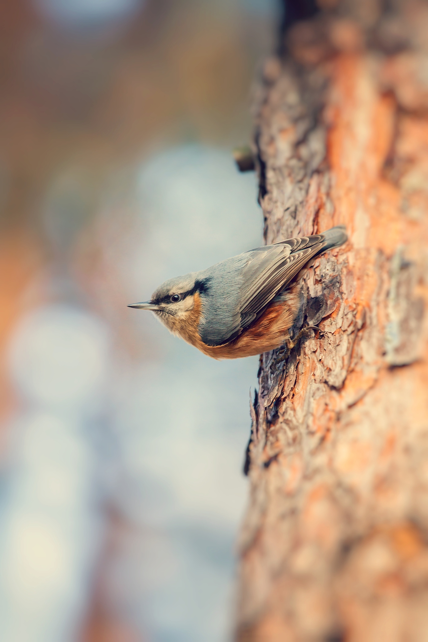 red-breasted nuthatch (sitta canadensis) is a small songbird.