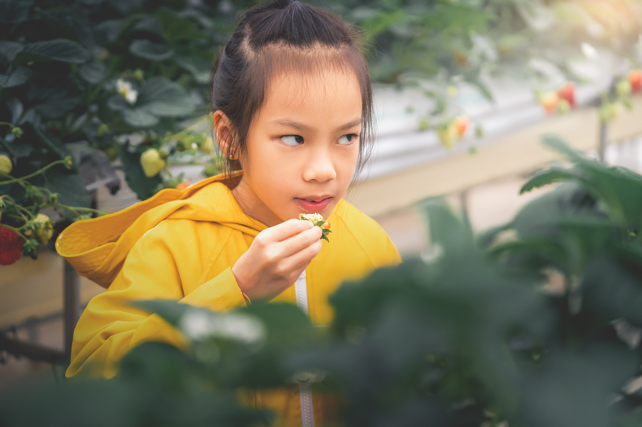 little hungry girl is stealing strawberry in a strawberry farm