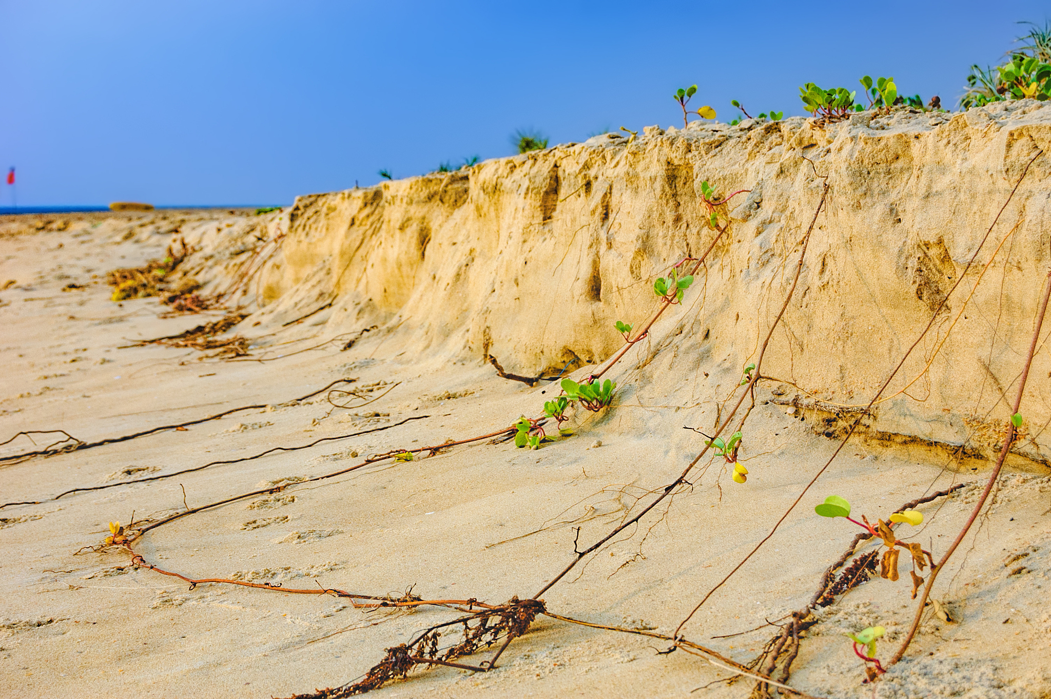 海岸带植被的工程应用前景