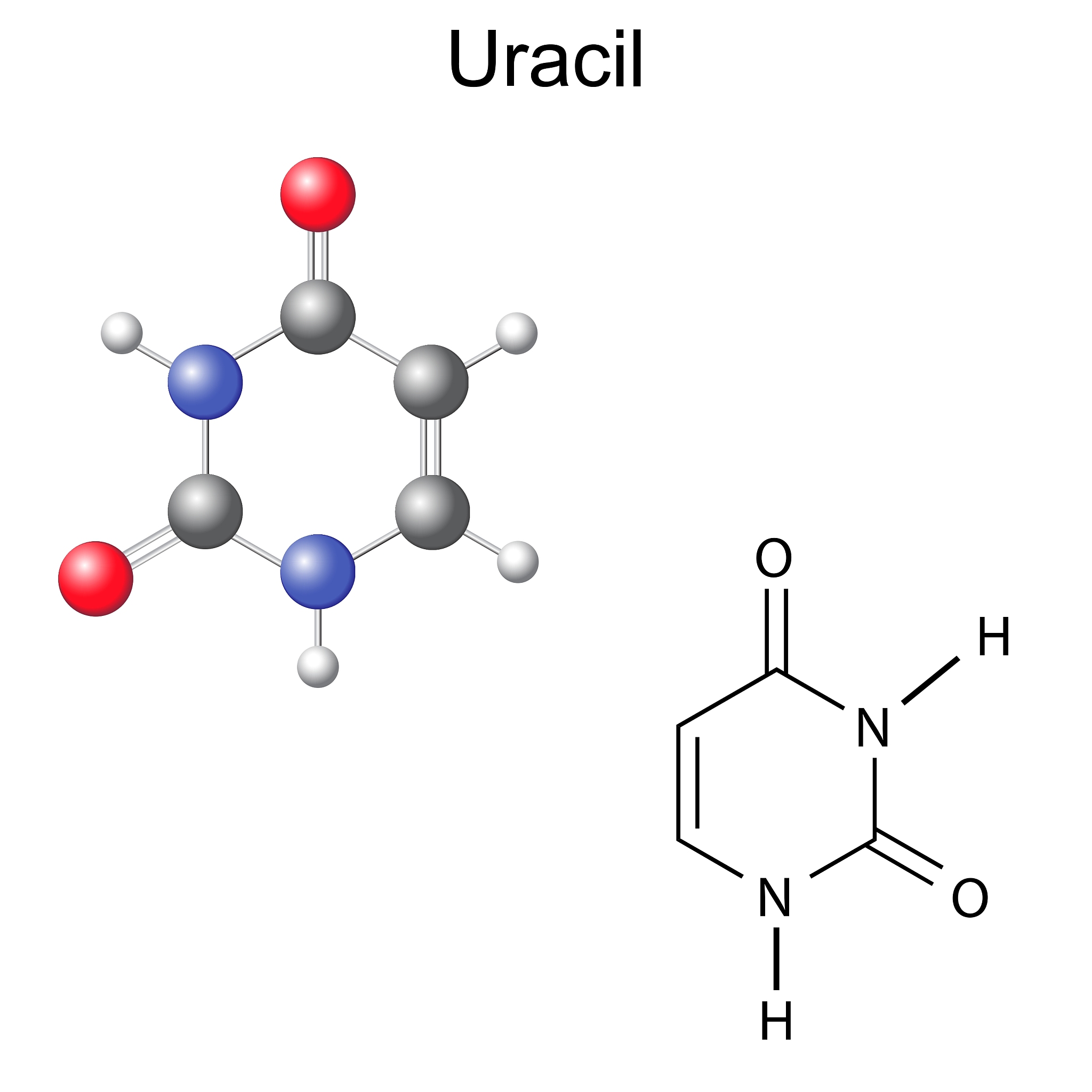 chemical structural formula and model of uracil