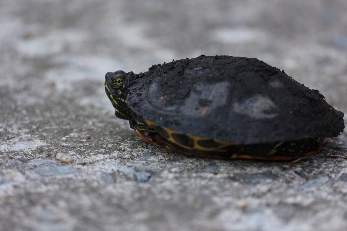 养乌龟水是不是发次都要晒