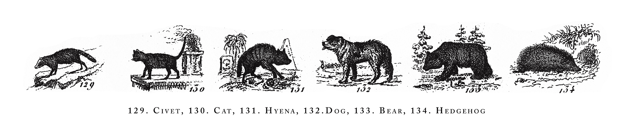 The History of Cats: From Ancient Legends to Beloved Pets