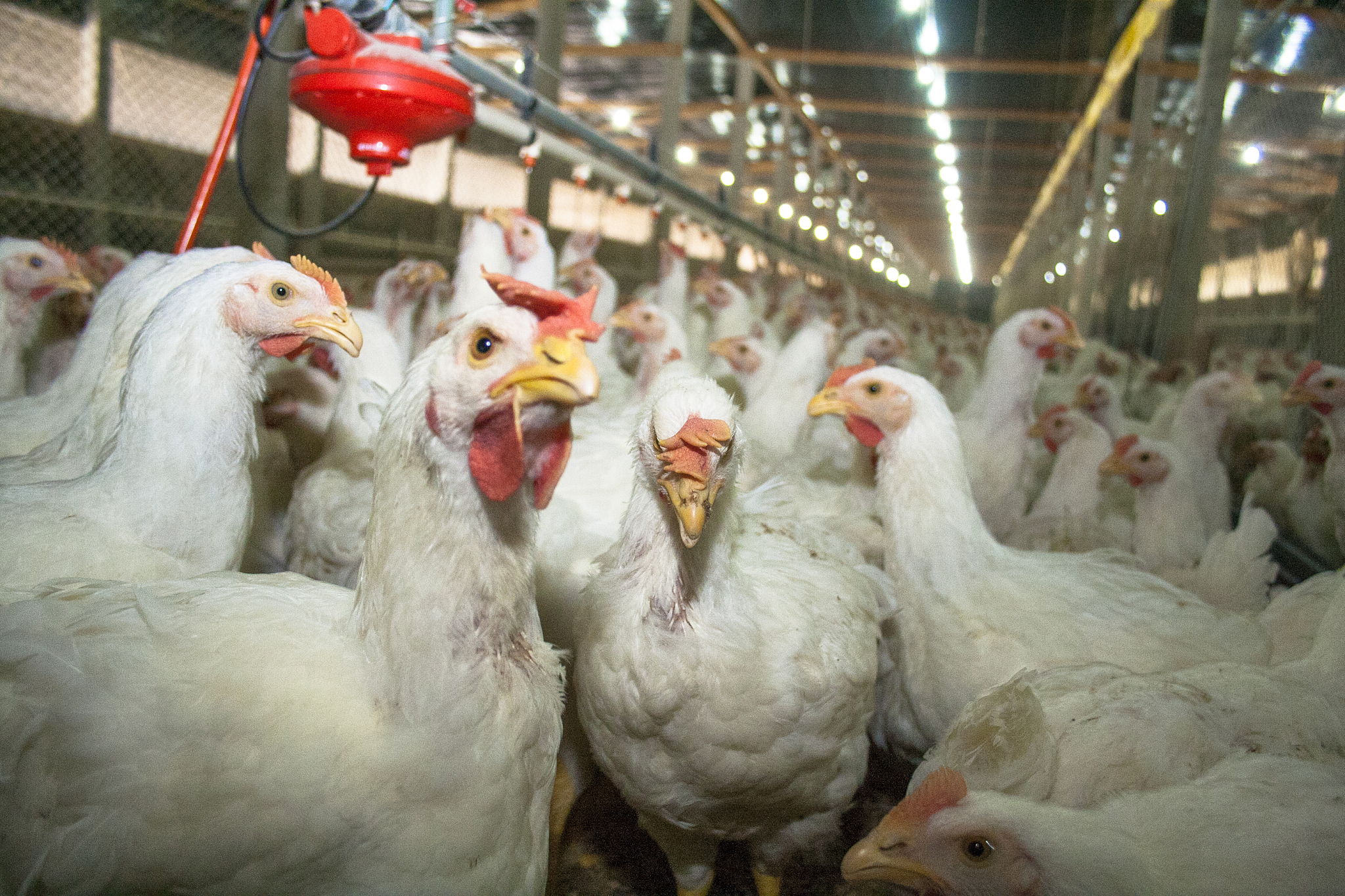 JOURNAL OF APPLIED POULTRY RESEARCH 期刊研究范围 - 鸡类生产与管理全方位覆盖