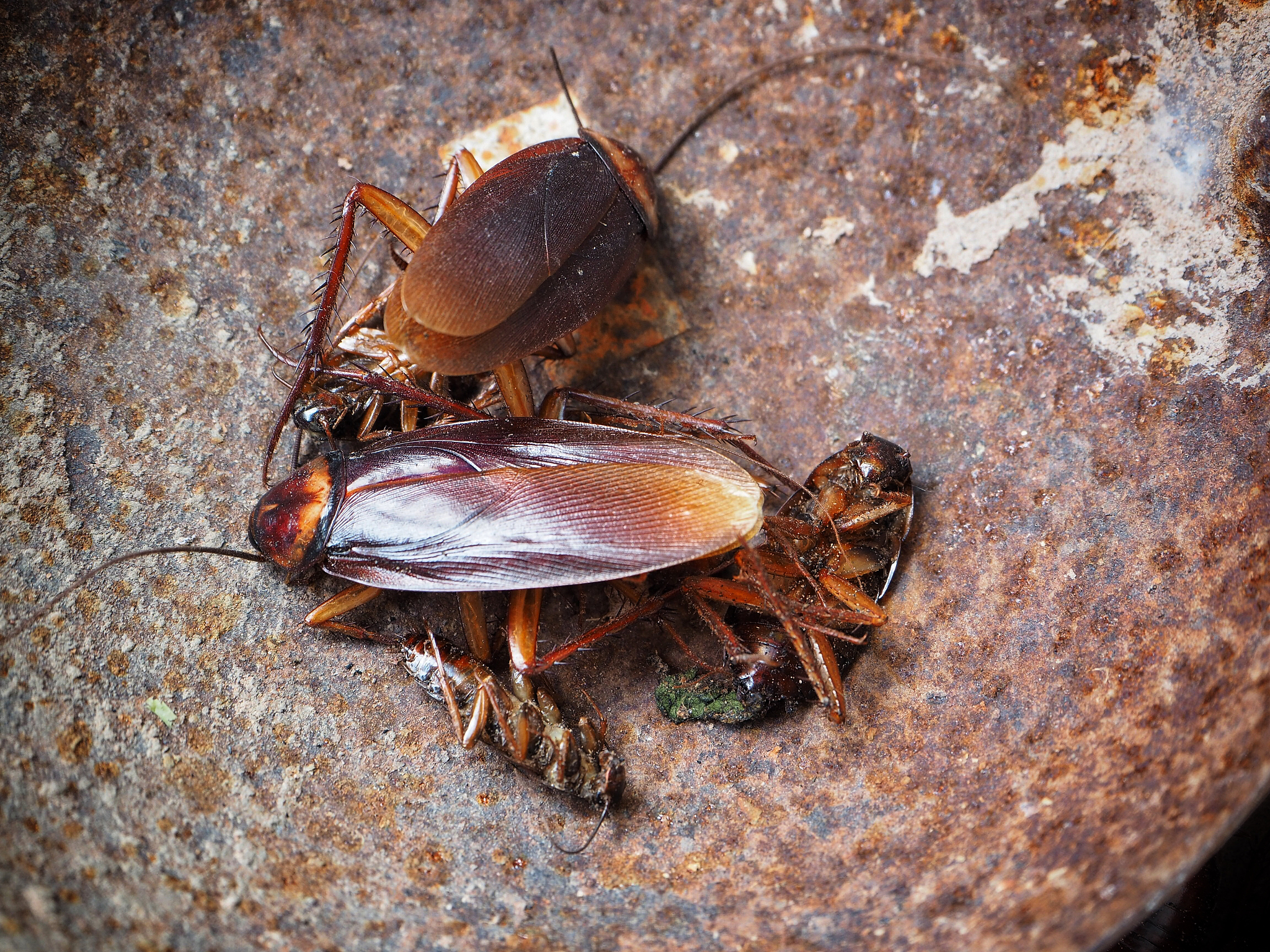 水蟑螂和桂花蝉是同一个物种吗