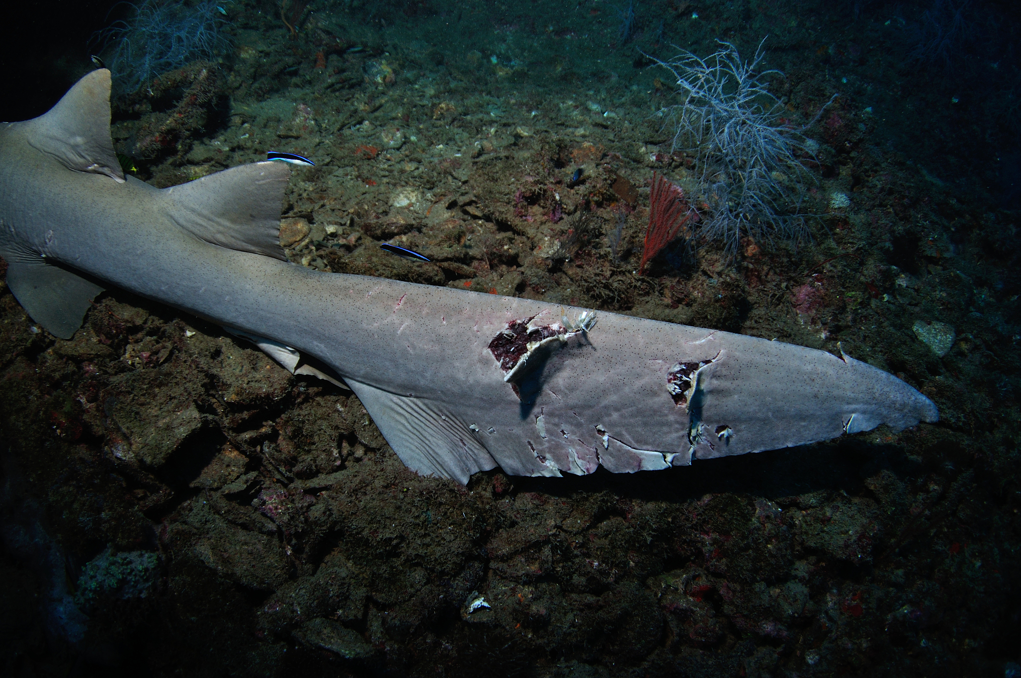 tawny nurse shark with shark bite, great barrier reef, townsvill