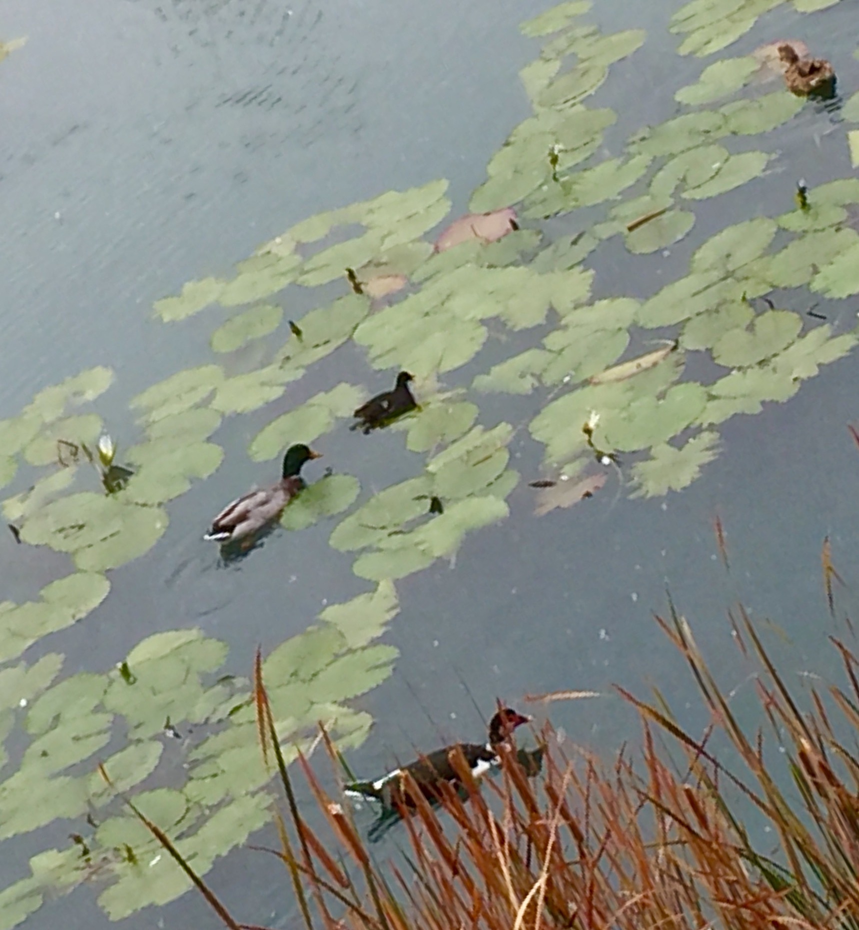 家庭养睡莲水体消灭孑孓的有效方法