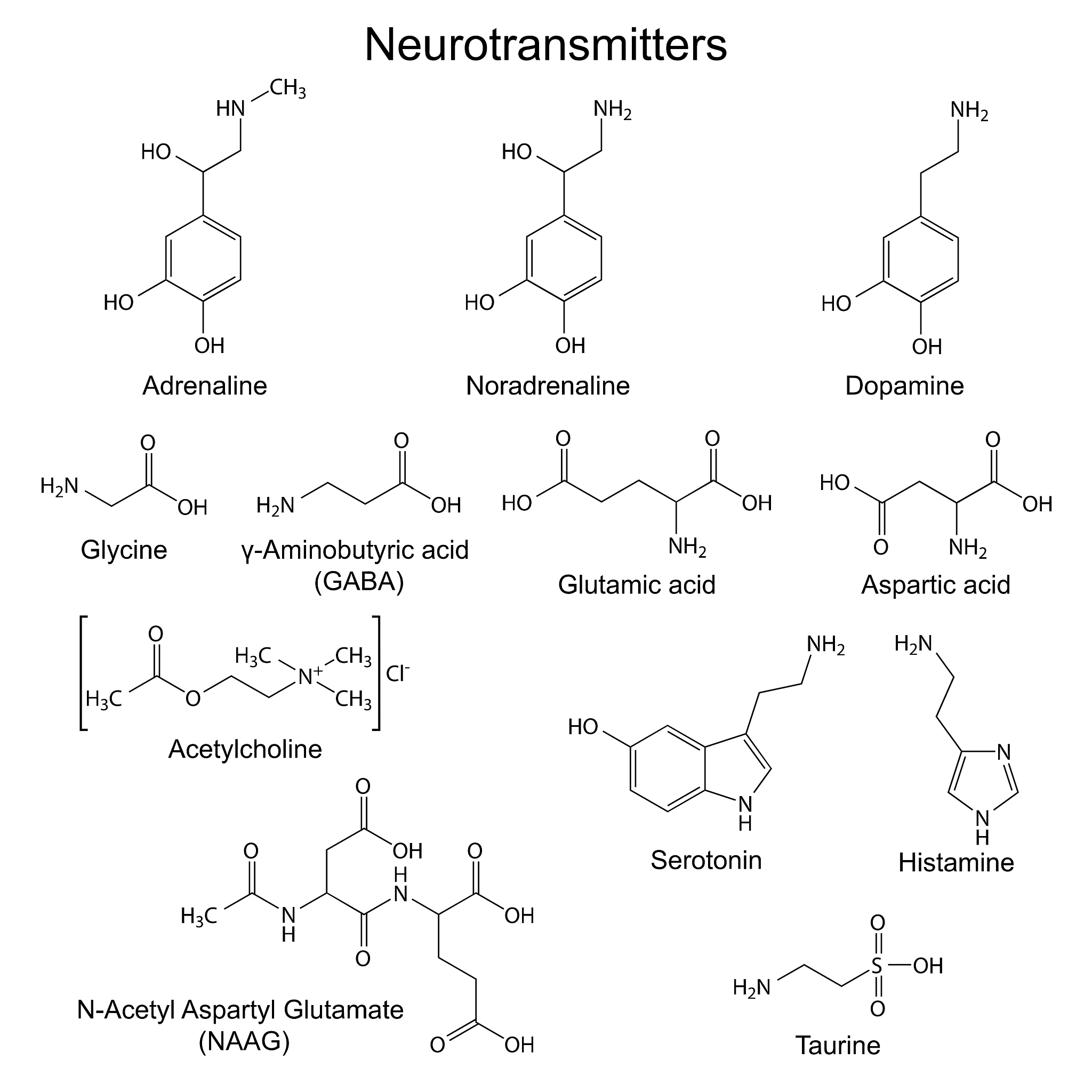 N 受体分布与激动效应：神经系统调节的关键角色