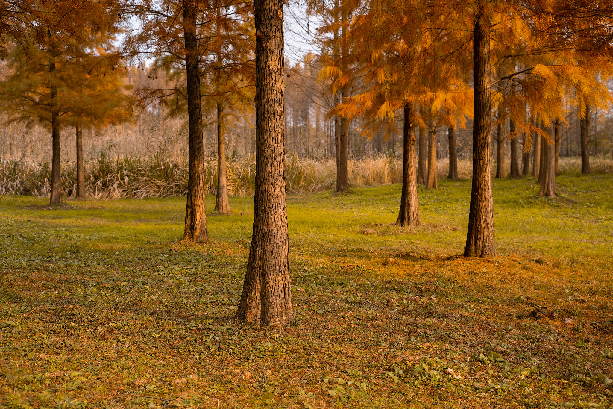 帮我设计一个优雅的精灵角色