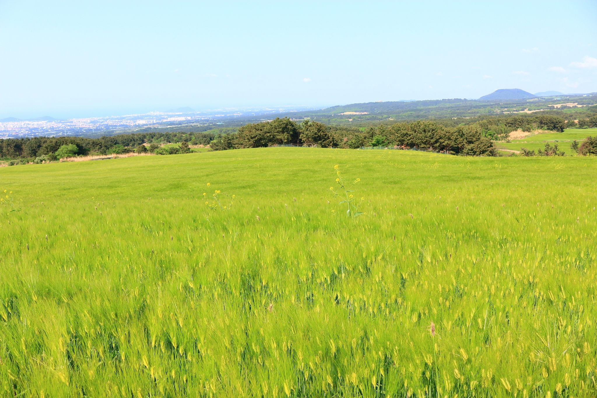 blue barley field, farming, field, field, middle mountain, rape 