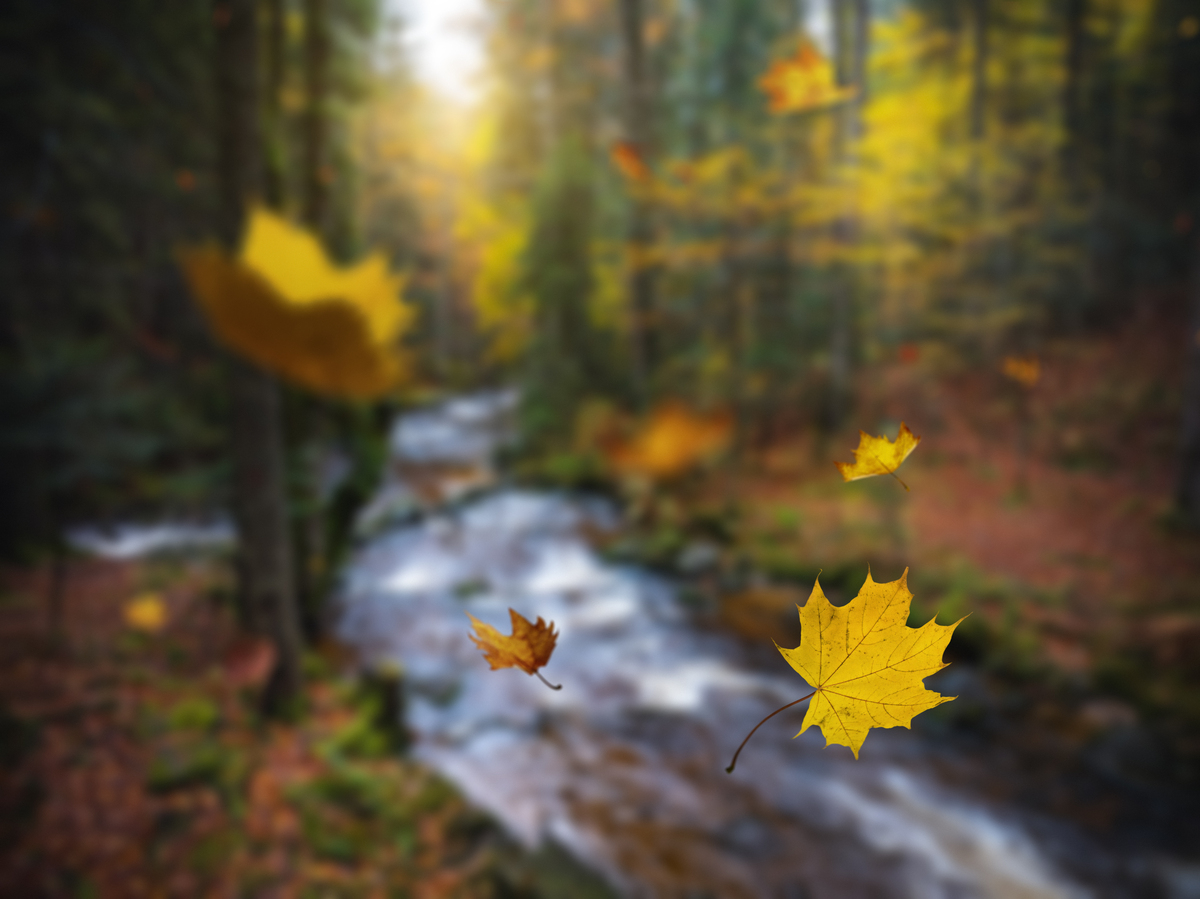 解释：秋风萧瑟枫叶飘舞思念如影随形