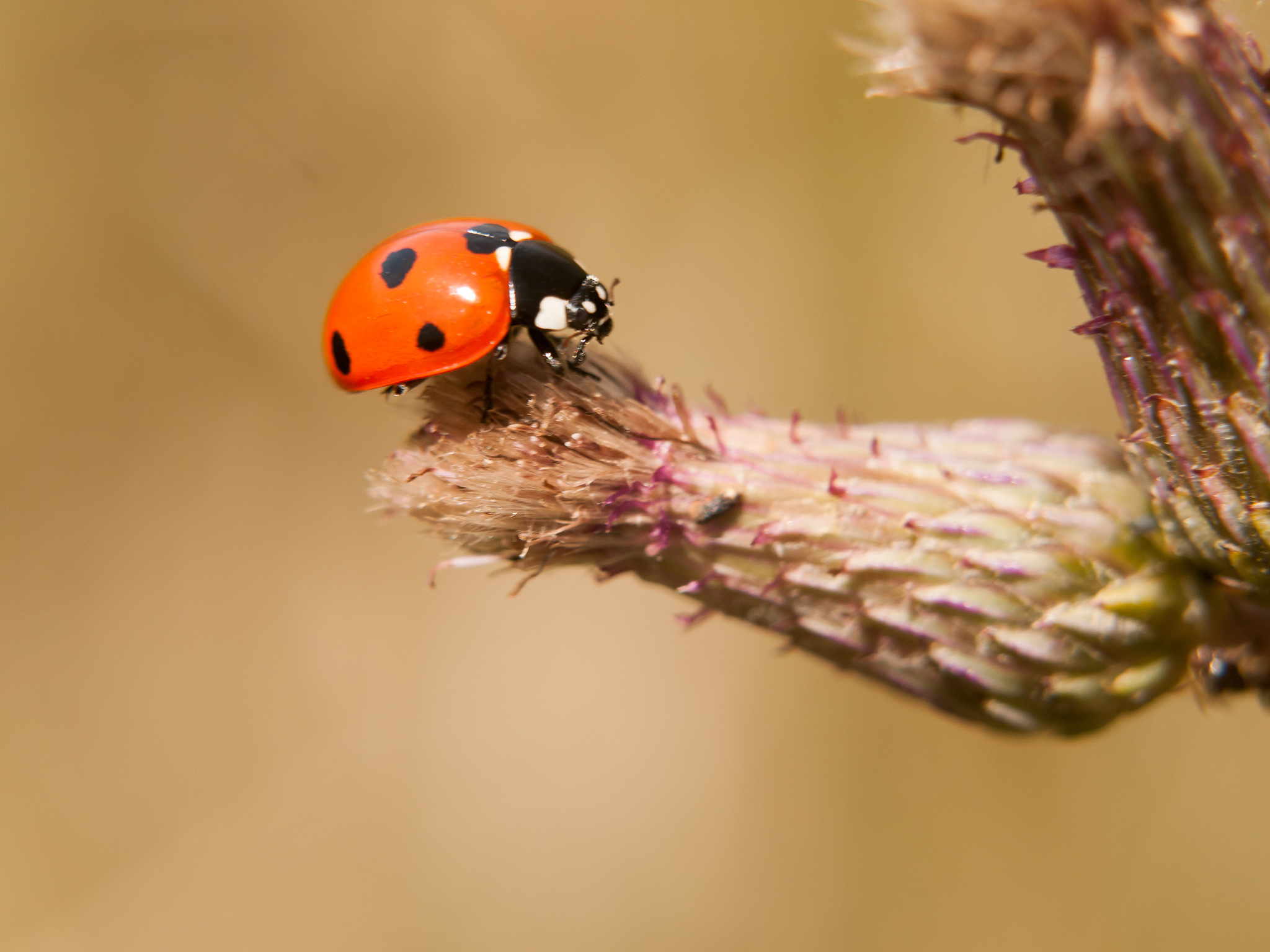 a 7 dot ladybird resting on the end of a bud up close