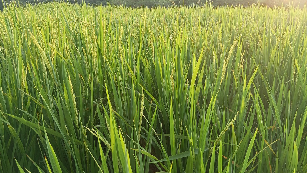 和水稻幼苗形态相似的有哪些植株