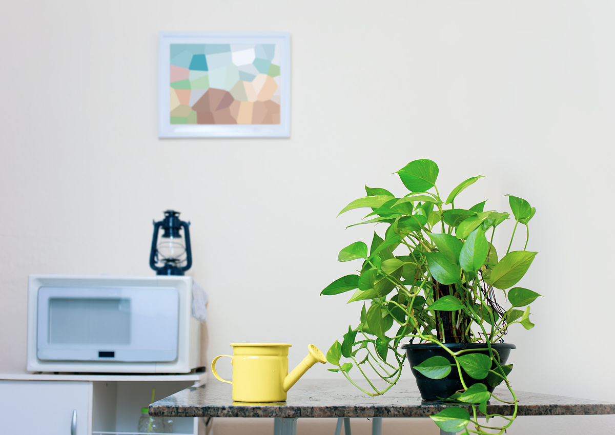 客厅摆放柠檬树的技巧：光照、温度、水分和施肥