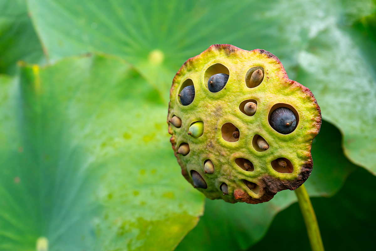 莲蓬和莲藕：同根同源的荷花珍宝