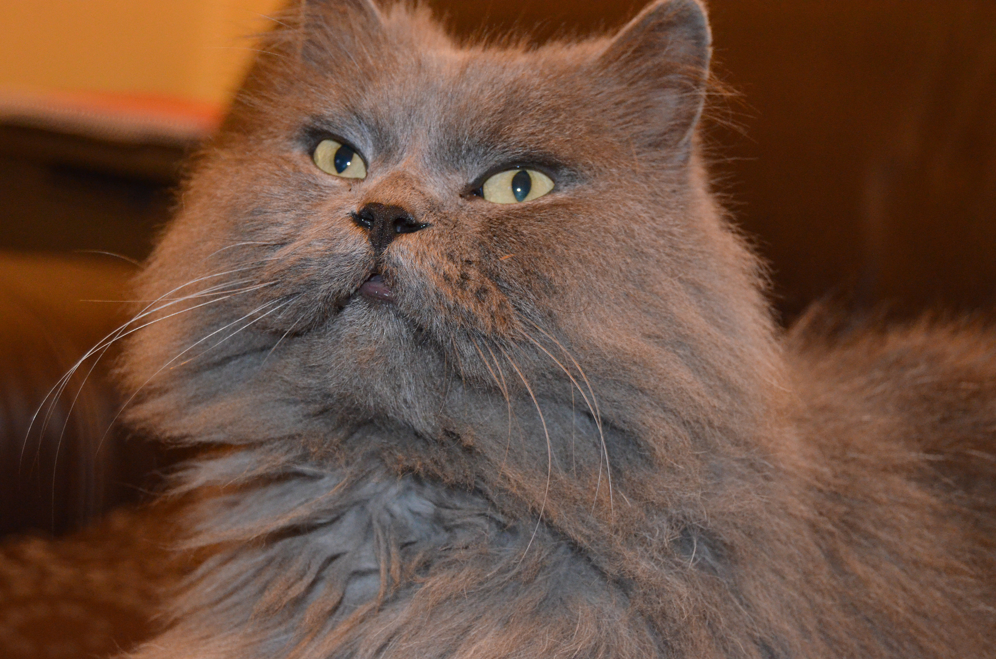 persian cat