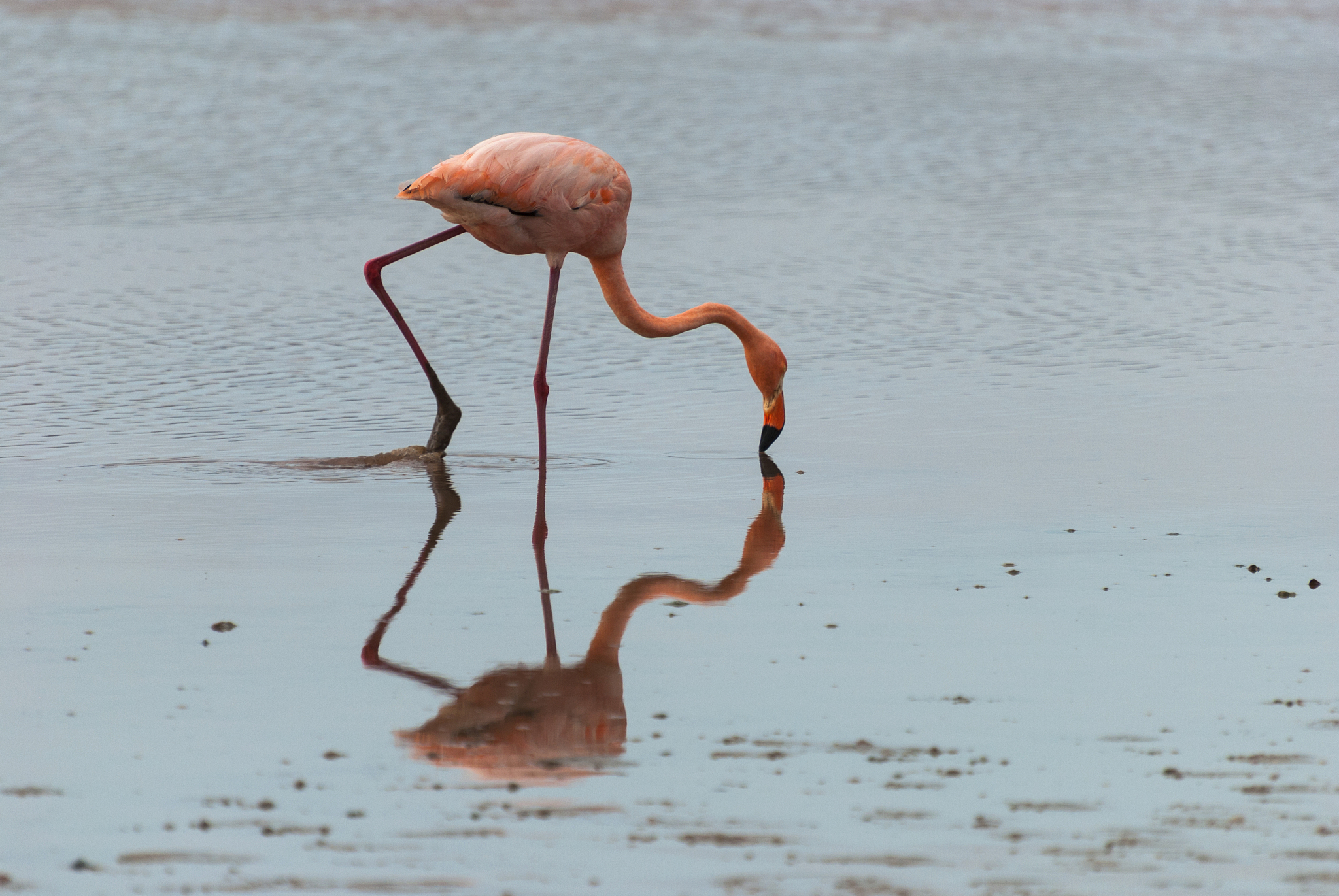greater flamingo