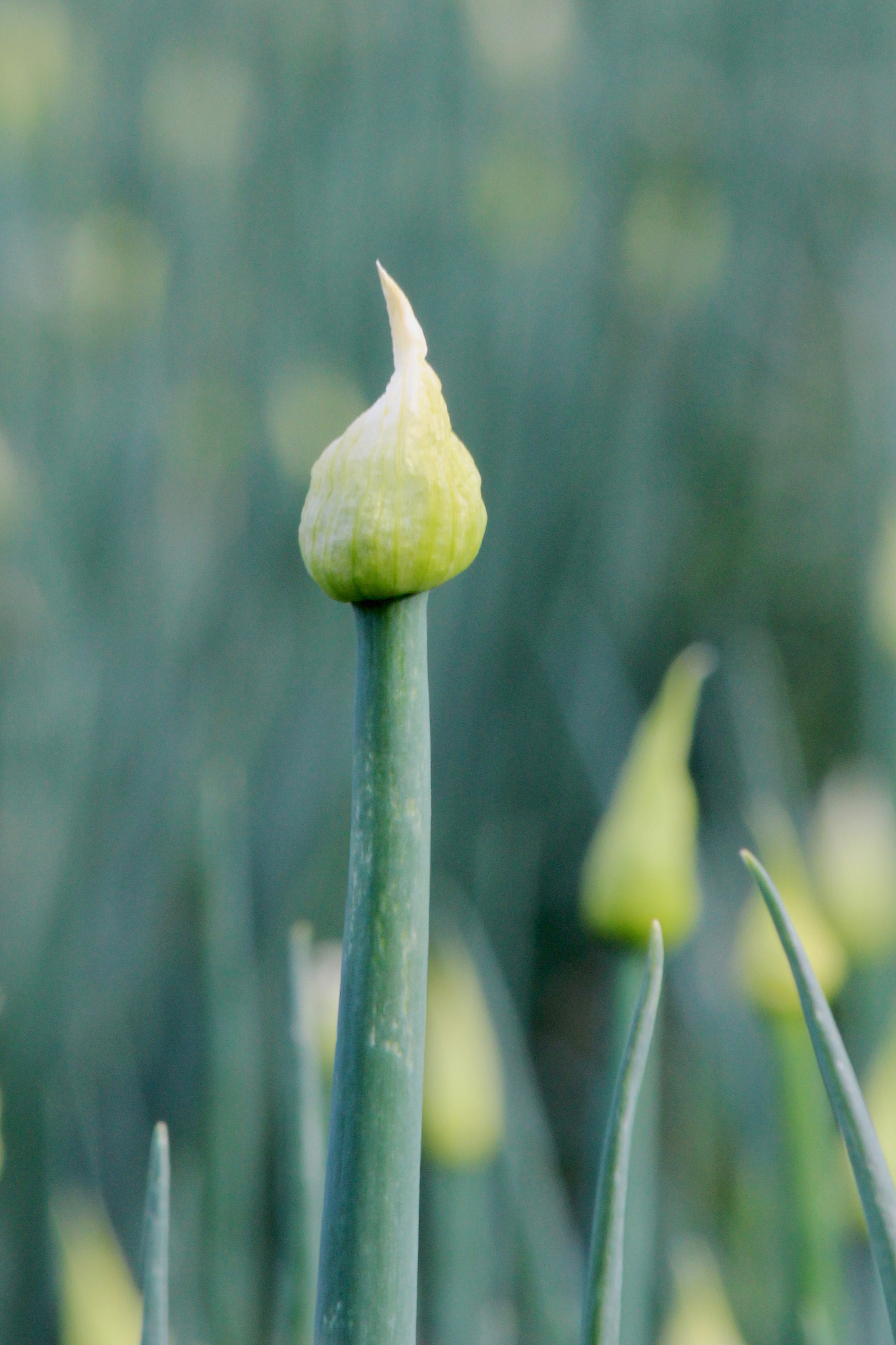 lauchblüte