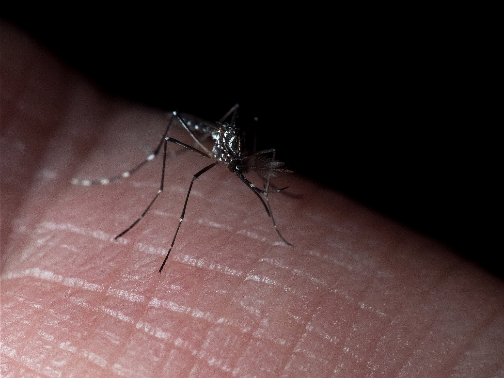 讨厌的蚊子：带你揭秘蚊子的秘密武器