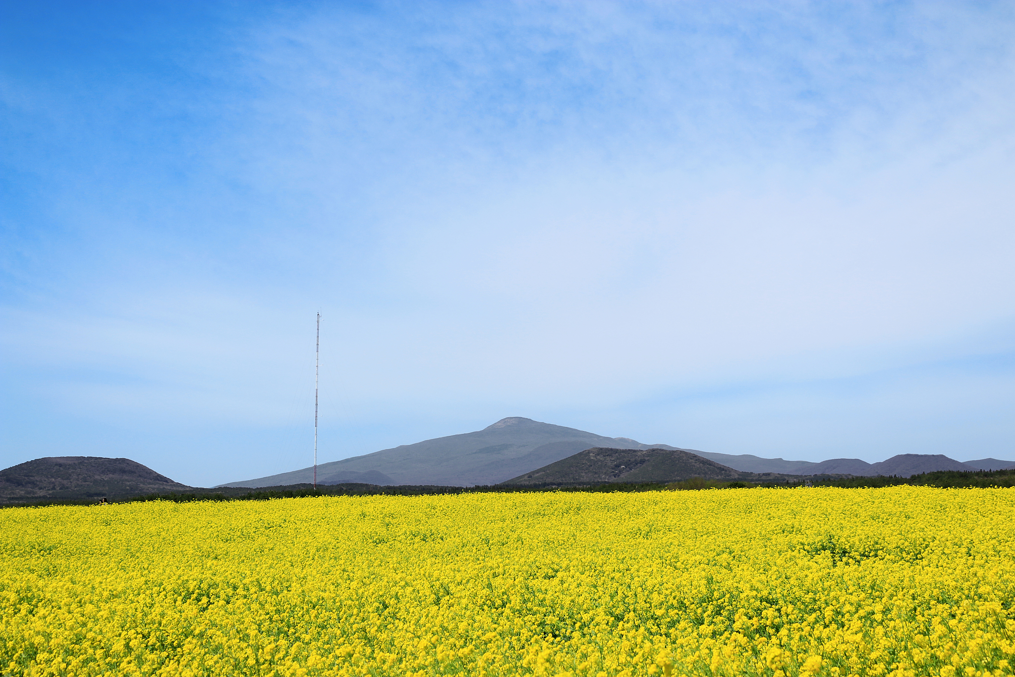 rape blossom festival, rape seed, flower, spring, wind turbine, 