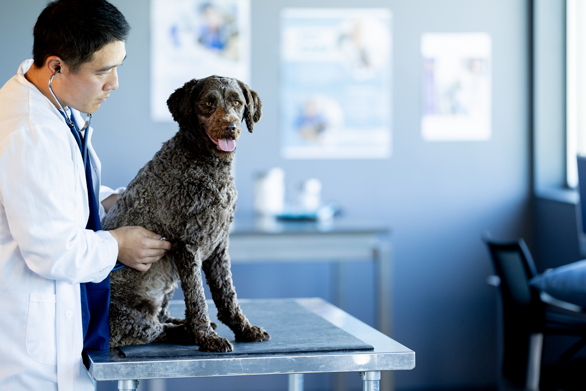 兽医专业好学习吗？